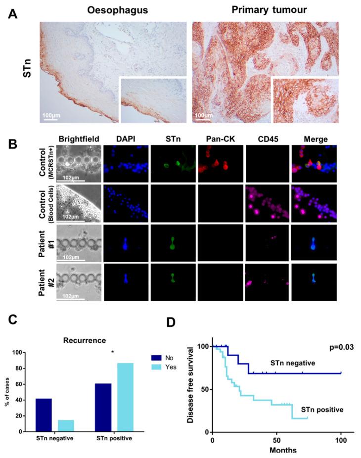 https://cdn.ncbi.nlm.nih.gov/pmc/blobs/2d3c/7915893/657d9892ba32/ijms-22-01664-g001.jpg