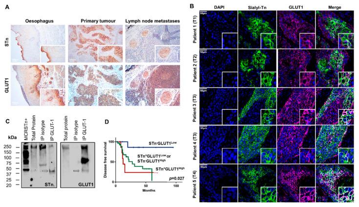 https://cdn.ncbi.nlm.nih.gov/pmc/blobs/2d3c/7915893/9218944aa350/ijms-22-01664-g004.jpg