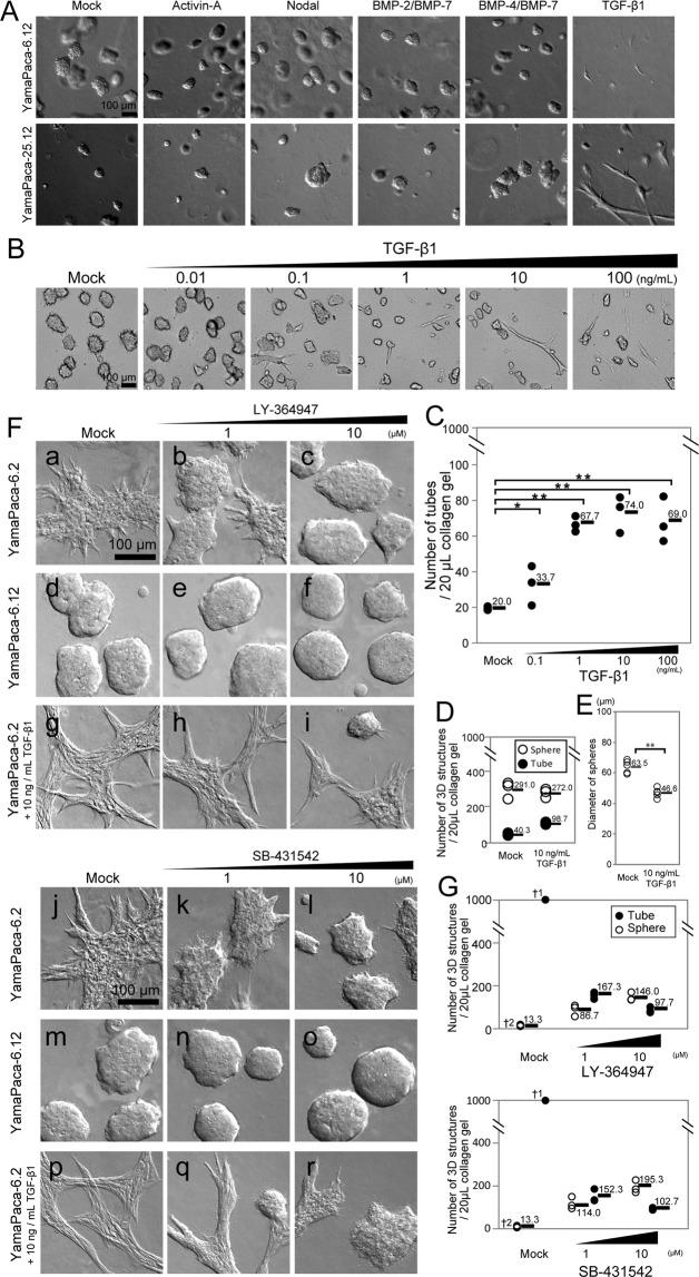 https://cdn.ncbi.nlm.nih.gov/pmc/blobs/2d41/6677751/5b2d7e720dc2/41598_2019_47101_Fig2_HTML.jpg