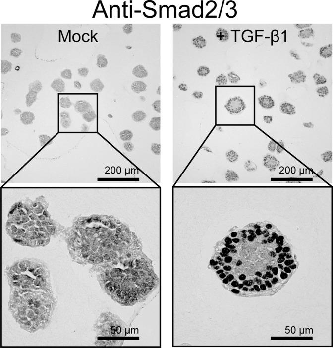 https://cdn.ncbi.nlm.nih.gov/pmc/blobs/2d41/6677751/7305ada5cdbb/41598_2019_47101_Fig3_HTML.jpg