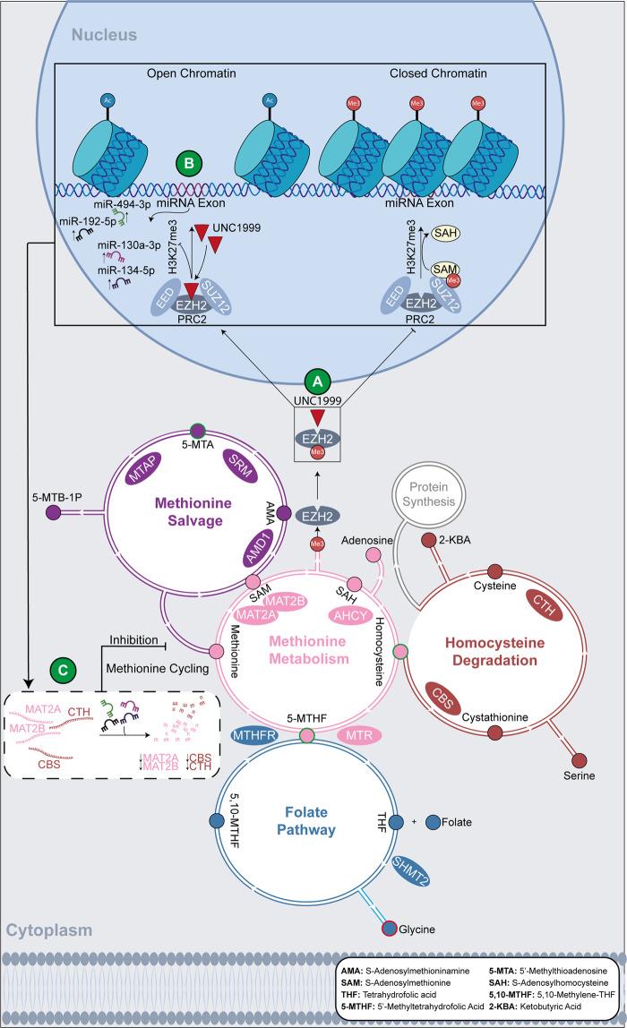 https://cdn.ncbi.nlm.nih.gov/pmc/blobs/2d45/7881125/093dfb7ed021/41419_2021_3447_Fig6_HTML.jpg