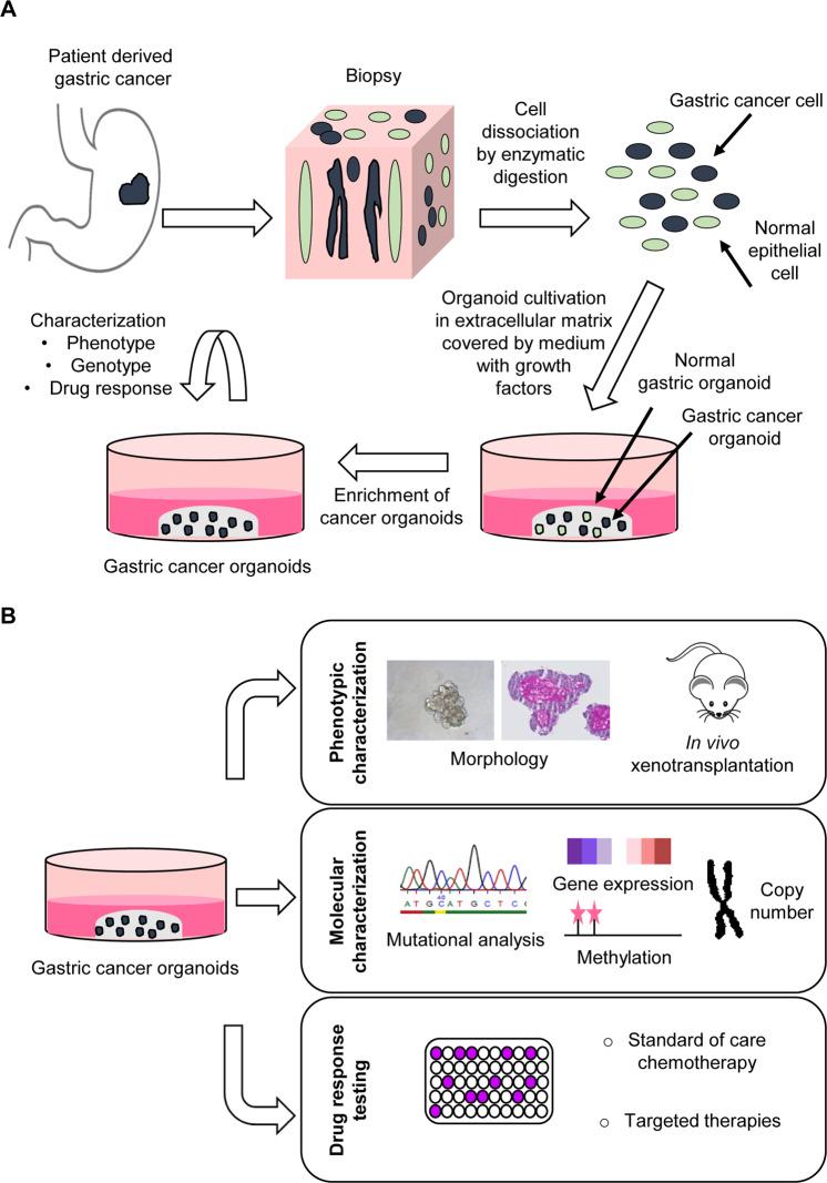 https://cdn.ncbi.nlm.nih.gov/pmc/blobs/2d47/7852679/91ae1d8cc7ee/41418_2020_662_Fig3_HTML.jpg