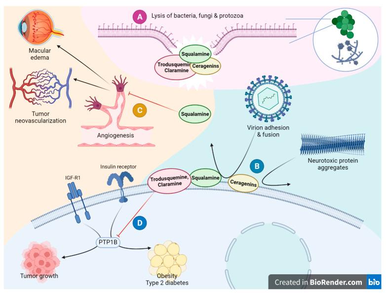 https://cdn.ncbi.nlm.nih.gov/pmc/blobs/2d47/8834734/58d753fee3cd/ijms-23-01075-g014.jpg