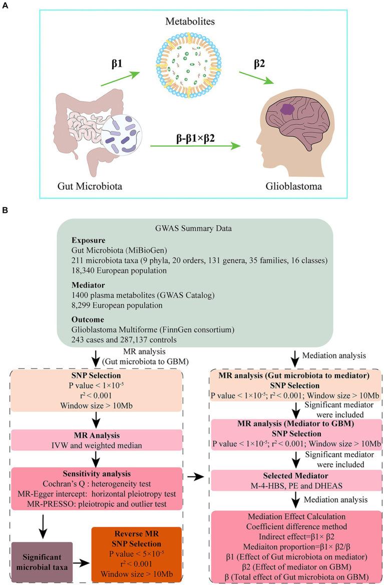 https://cdn.ncbi.nlm.nih.gov/pmc/blobs/2d4a/11251919/101e874d514a/fmicb-15-1403316-g001.jpg