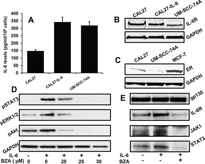 https://cdn.ncbi.nlm.nih.gov/pmc/blobs/2d4c/5620145/8c160c54bc82/oncotarget-08-66912-g002.jpg