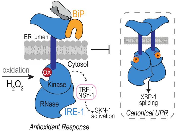 https://cdn.ncbi.nlm.nih.gov/pmc/blobs/2d4d/7603117/816fa44787ad/cells-09-02314-g005.jpg