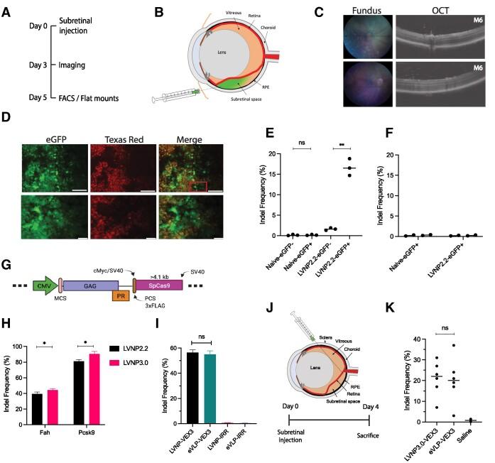 https://cdn.ncbi.nlm.nih.gov/pmc/blobs/2d50/10570023/8ba6b316df34/gkad676fig5.jpg