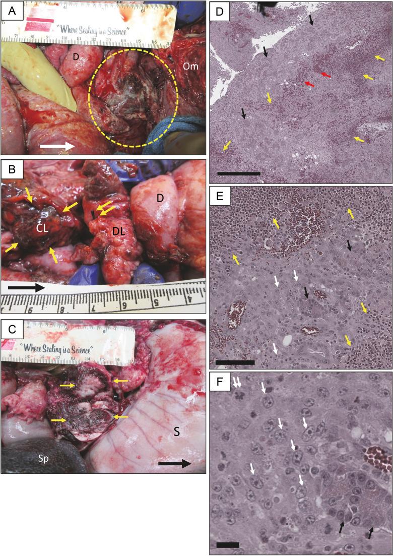 https://cdn.ncbi.nlm.nih.gov/pmc/blobs/2d50/9884120/1f18ac2b283a/dmm-16-049699-g2.jpg