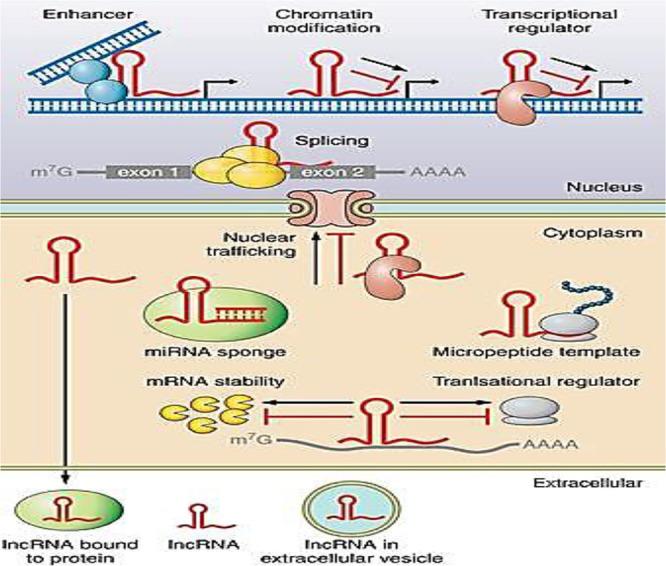 https://cdn.ncbi.nlm.nih.gov/pmc/blobs/2d51/11246735/58c3bd7e6d96/JFRH-18-129-g002.jpg