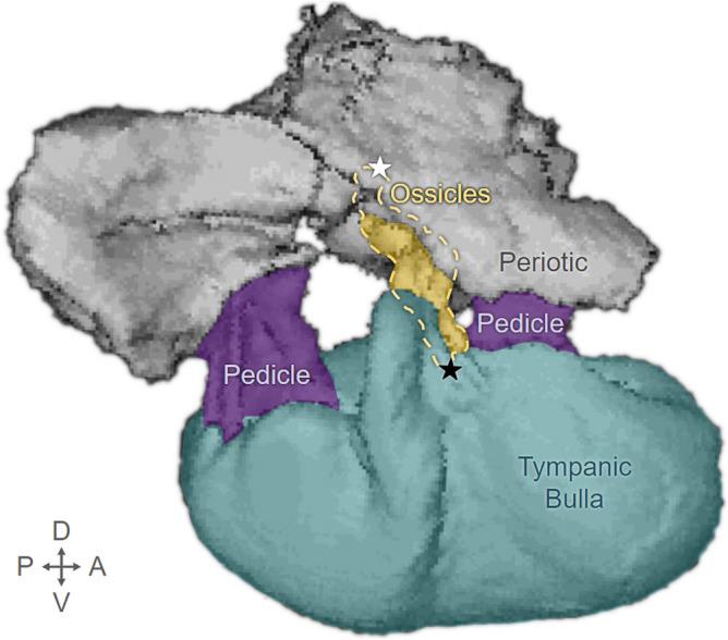 https://cdn.ncbi.nlm.nih.gov/pmc/blobs/2d52/12019329/e0cc9bcb8b10/41598_2025_98100_Fig1_HTML.jpg