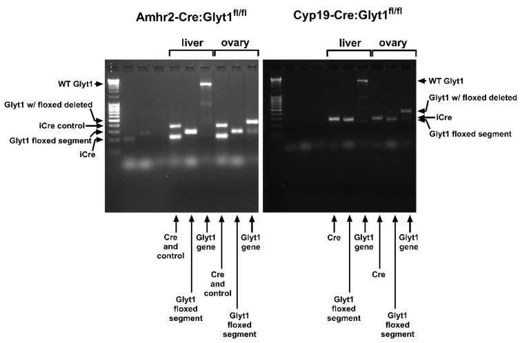 https://cdn.ncbi.nlm.nih.gov/pmc/blobs/2d55/10604916/5e077d5d702a/cells-12-02500-g002.jpg