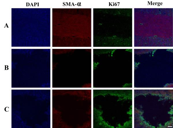 https://cdn.ncbi.nlm.nih.gov/pmc/blobs/2d58/4028106/f22e72efe7f0/1423-0127-21-43-4.jpg