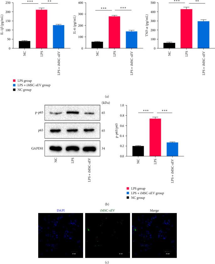 https://cdn.ncbi.nlm.nih.gov/pmc/blobs/2d59/10329558/1c952596ae54/JIR2023-8987049.003.jpg