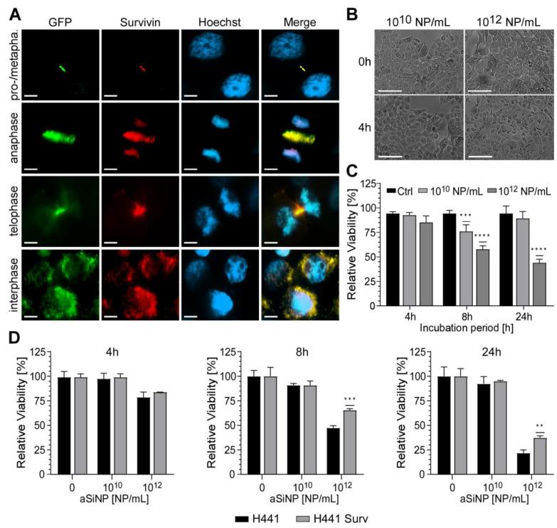 https://cdn.ncbi.nlm.nih.gov/pmc/blobs/2d5a/10535920/ed72a9db6d7b/nanomaterials-13-02546-g007.jpg