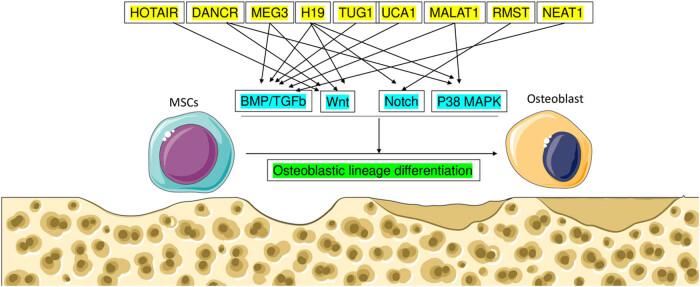 https://cdn.ncbi.nlm.nih.gov/pmc/blobs/2d5d/11330173/1454d2916123/j_biol-2022-0908-fig004.jpg