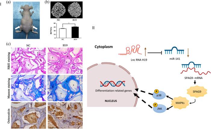 https://cdn.ncbi.nlm.nih.gov/pmc/blobs/2d5d/11330173/26f17d649b80/j_biol-2022-0908-fig002.jpg