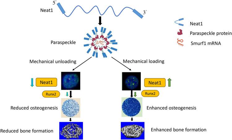 https://cdn.ncbi.nlm.nih.gov/pmc/blobs/2d5d/11330173/2efa2a987217/j_biol-2022-0908-fig003.jpg