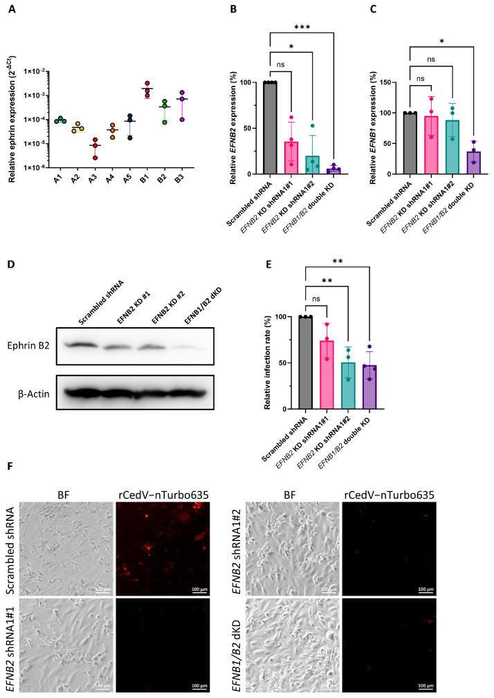 https://cdn.ncbi.nlm.nih.gov/pmc/blobs/2d5d/12030902/93595cd8ce58/viruses-17-00573-g003.jpg