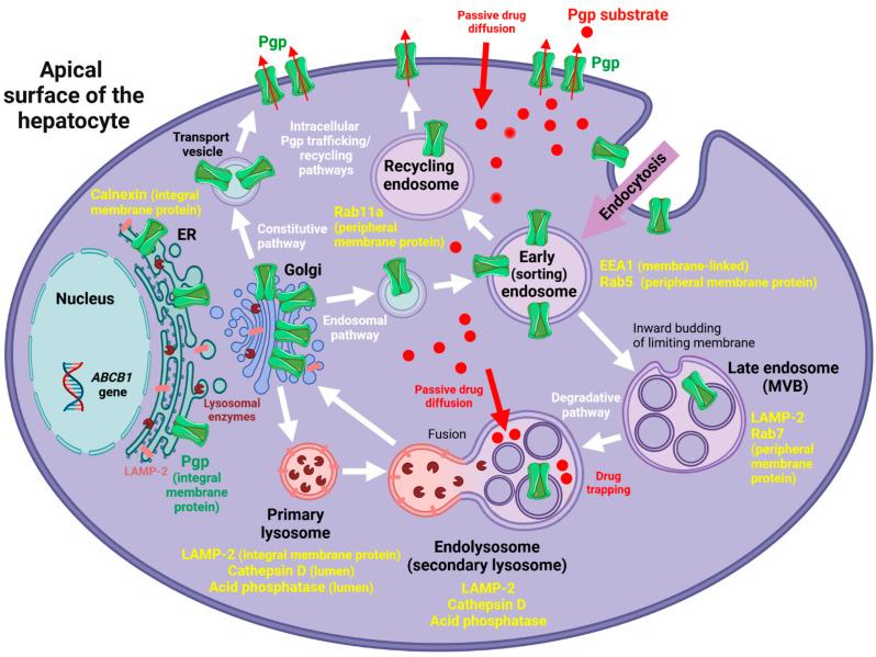 https://cdn.ncbi.nlm.nih.gov/pmc/blobs/2d5d/9102269/18f8e468b7c6/cells-11-01556-g009.jpg