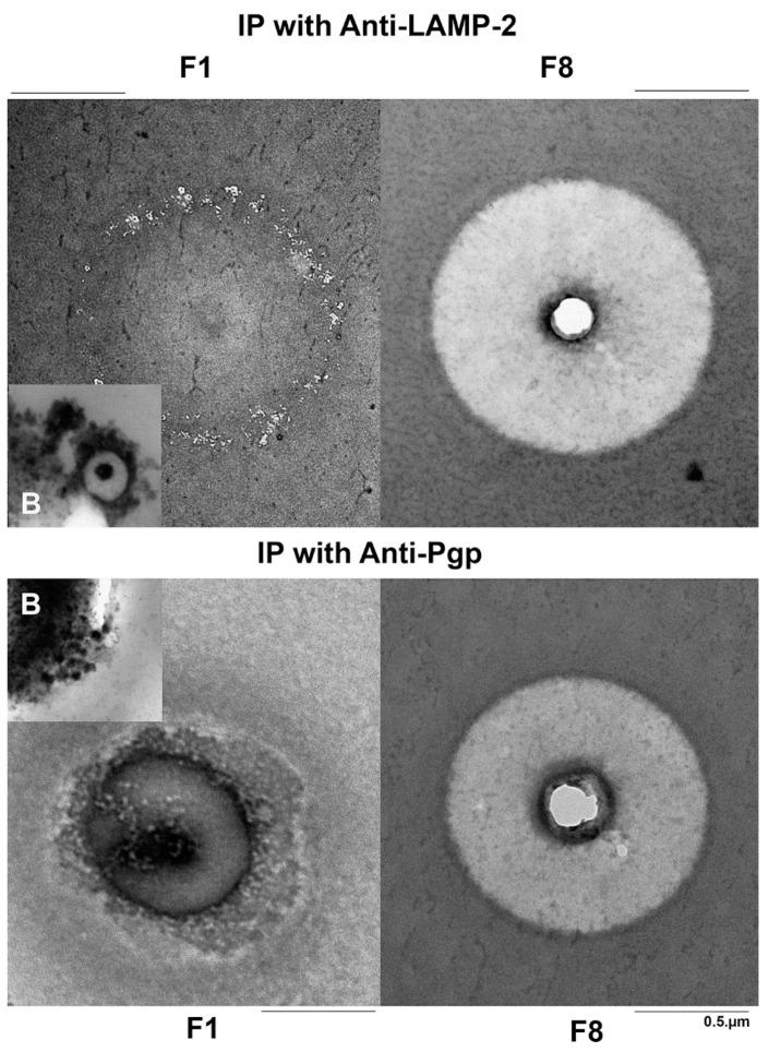 https://cdn.ncbi.nlm.nih.gov/pmc/blobs/2d5d/9102269/32aad8308447/cells-11-01556-g007.jpg