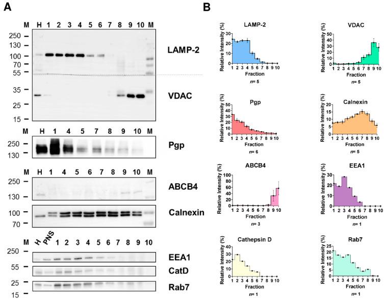 https://cdn.ncbi.nlm.nih.gov/pmc/blobs/2d5d/9102269/ae34b21b7063/cells-11-01556-g001.jpg