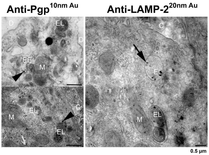 https://cdn.ncbi.nlm.nih.gov/pmc/blobs/2d5d/9102269/ffba57198fcf/cells-11-01556-g008.jpg