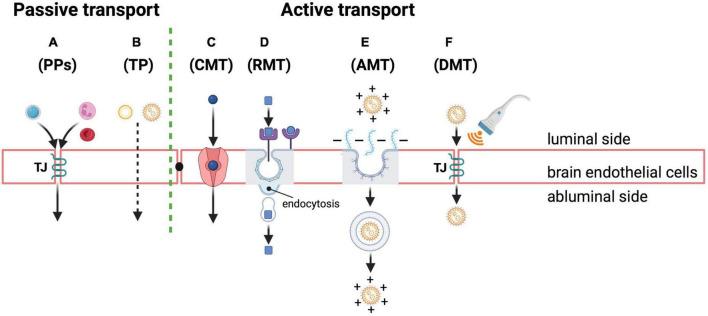 https://cdn.ncbi.nlm.nih.gov/pmc/blobs/2d5f/9387393/a8f89a0e66ad/fnins-16-939855-g003.jpg