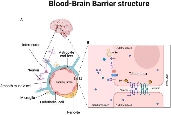 https://cdn.ncbi.nlm.nih.gov/pmc/blobs/2d5f/9387393/eed410928d60/fnins-16-939855-g002.jpg