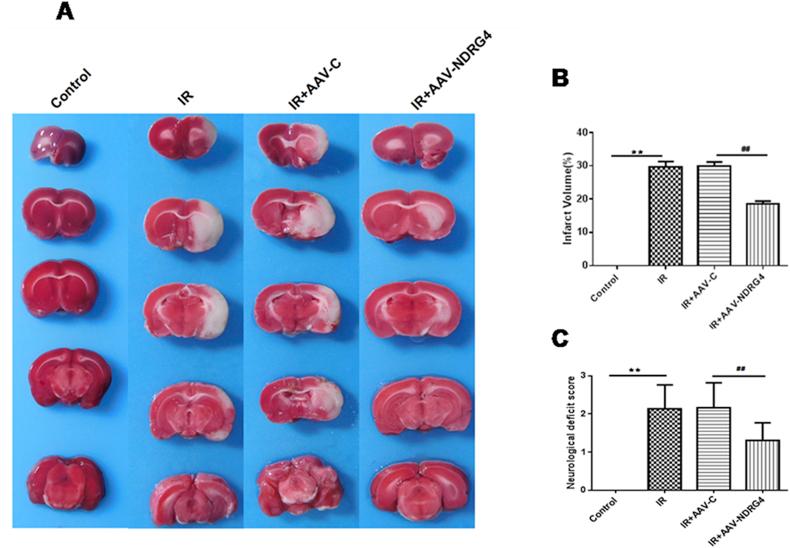 https://cdn.ncbi.nlm.nih.gov/pmc/blobs/2d62/6888726/693af6913087/gr2.jpg
