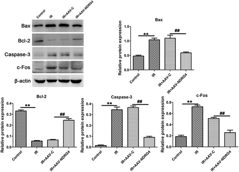 https://cdn.ncbi.nlm.nih.gov/pmc/blobs/2d62/6888726/a4ed16978f8a/gr4.jpg