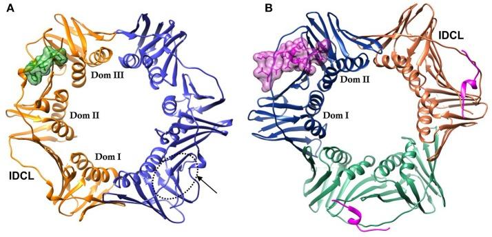 https://cdn.ncbi.nlm.nih.gov/pmc/blobs/2d64/6204406/ea653851b832/fmolb-05-00087-g0001.jpg