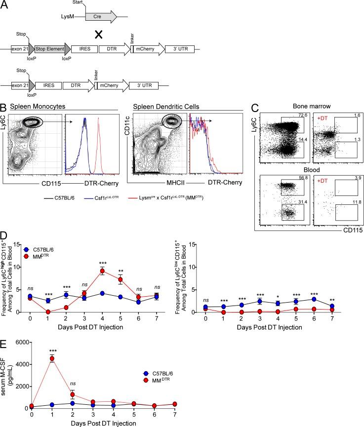 https://cdn.ncbi.nlm.nih.gov/pmc/blobs/2d6b/3782042/24214efeb335/JEM_20130903R_Fig1.jpg