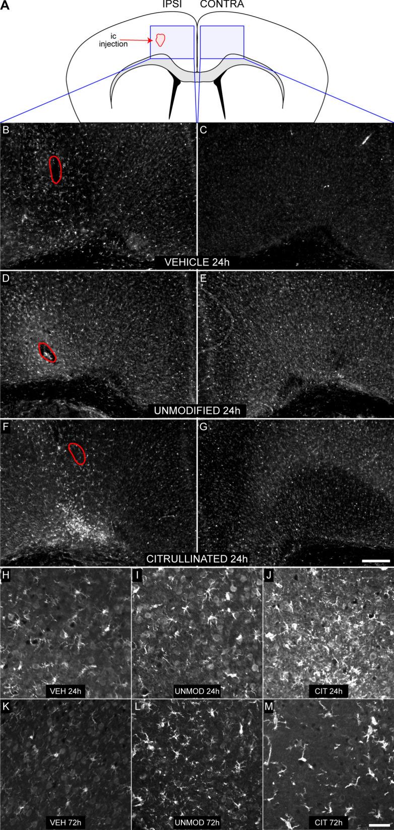 https://cdn.ncbi.nlm.nih.gov/pmc/blobs/2d6c/8711191/9cd01acf5e38/12974_2021_2360_Fig2_HTML.jpg