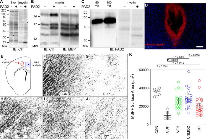 https://cdn.ncbi.nlm.nih.gov/pmc/blobs/2d6c/8711191/d86898b21918/12974_2021_2360_Fig1_HTML.jpg