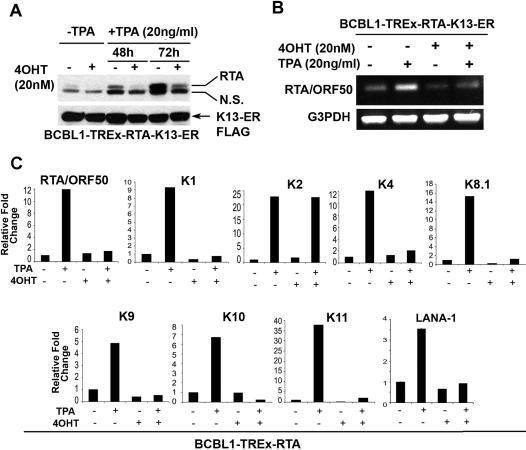 https://cdn.ncbi.nlm.nih.gov/pmc/blobs/2d6e/2020437/0b7f9a737729/pone.0001067.g006.jpg