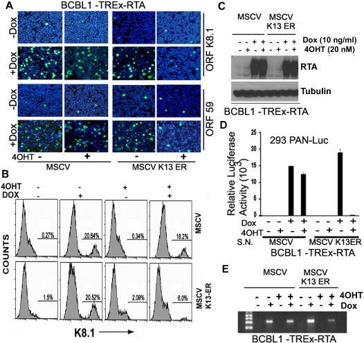 https://cdn.ncbi.nlm.nih.gov/pmc/blobs/2d6e/2020437/6391b81a1130/pone.0001067.g002.jpg