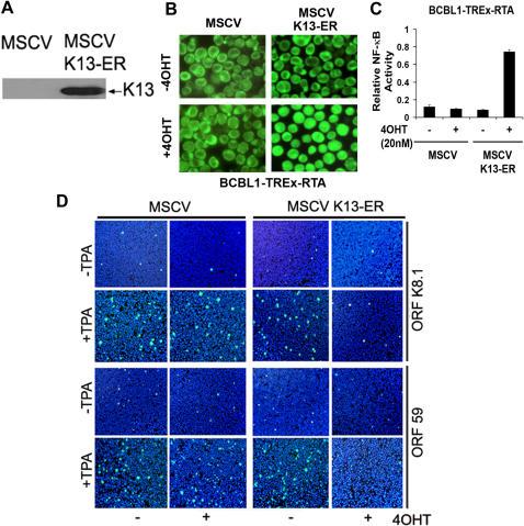 https://cdn.ncbi.nlm.nih.gov/pmc/blobs/2d6e/2020437/b62fe8cc3473/pone.0001067.g001.jpg
