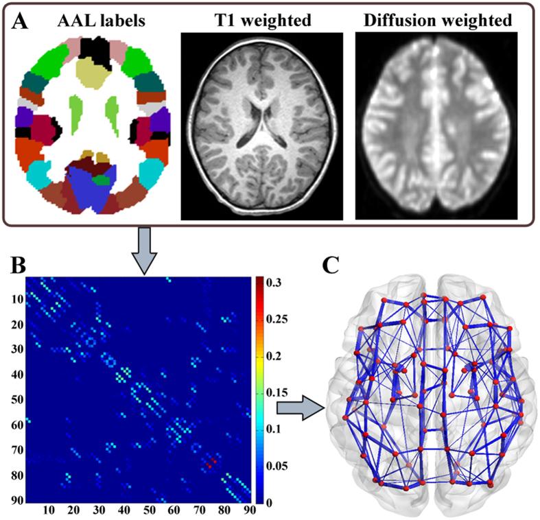 https://cdn.ncbi.nlm.nih.gov/pmc/blobs/2d6e/5607318/ee02dd5efc3c/41598_2017_10778_Fig4_HTML.jpg