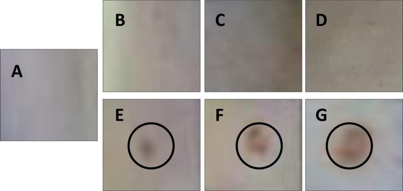 https://cdn.ncbi.nlm.nih.gov/pmc/blobs/2d6e/7082019/0b316d1e9810/pone.0230175.g001.jpg