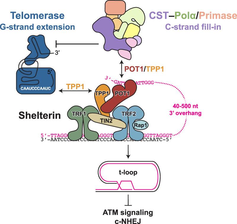 https://cdn.ncbi.nlm.nih.gov/pmc/blobs/2d6f/10499019/8e4b6d07cde9/555f01.jpg