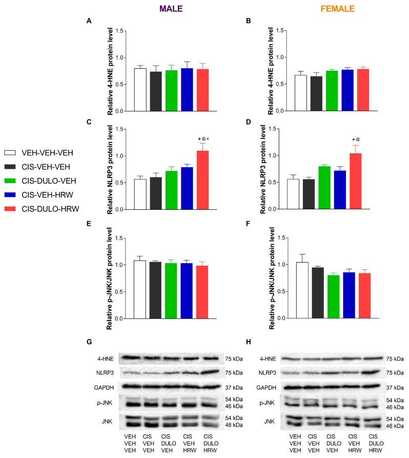 https://cdn.ncbi.nlm.nih.gov/pmc/blobs/2d70/12383221/48df8811a7b5/antioxidants-14-01004-g011.jpg