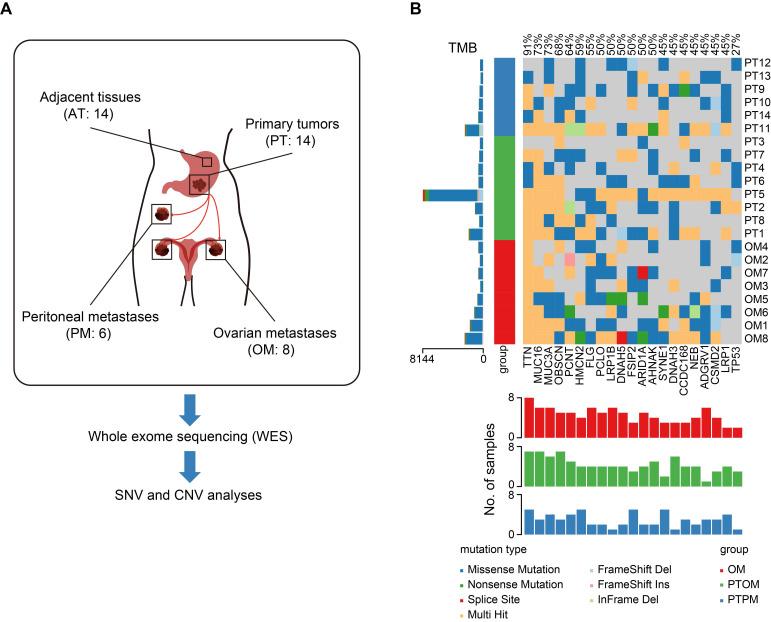 https://cdn.ncbi.nlm.nih.gov/pmc/blobs/2d71/12374580/1a3799d44256/thnov15p8202g001.jpg