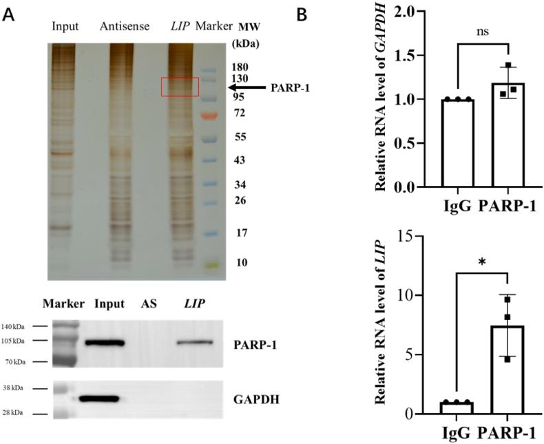 https://cdn.ncbi.nlm.nih.gov/pmc/blobs/2d72/10987297/4d1ca1b1fda1/gr6.jpg