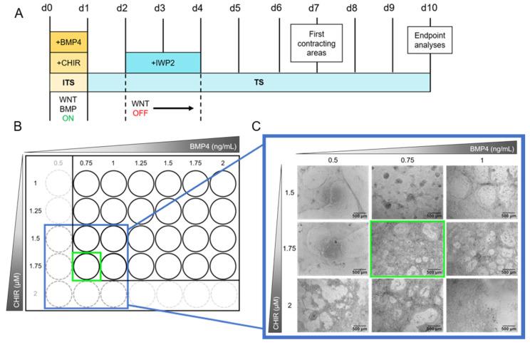 https://cdn.ncbi.nlm.nih.gov/pmc/blobs/2d72/8950674/2562c3b0e046/ijms-23-03295-g003.jpg