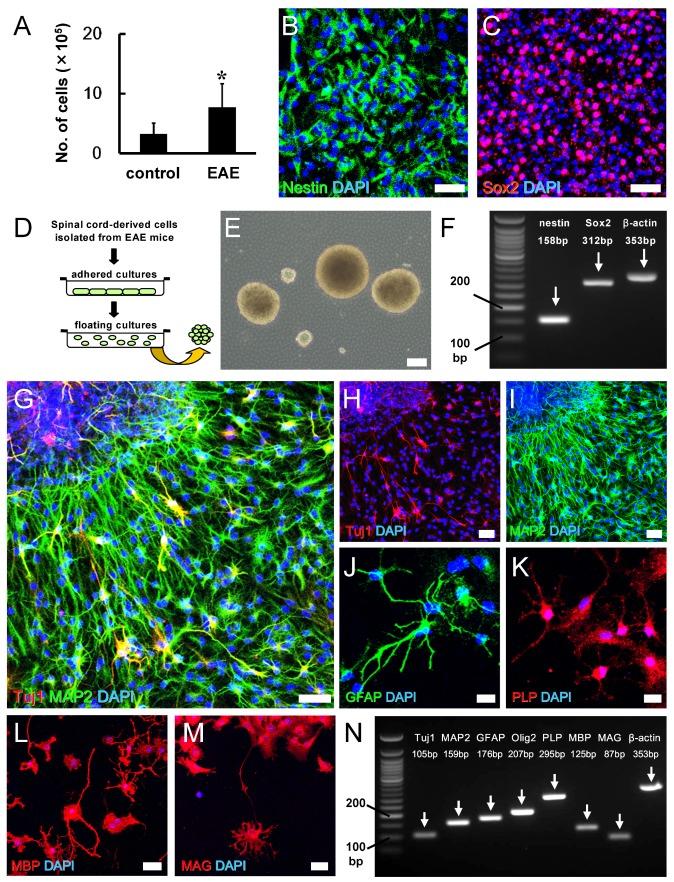 https://cdn.ncbi.nlm.nih.gov/pmc/blobs/2d76/6769975/2611a0425f52/cells-08-01025-g007.jpg