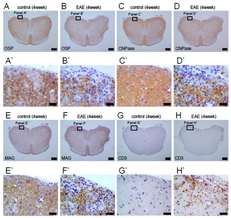 https://cdn.ncbi.nlm.nih.gov/pmc/blobs/2d76/6769975/428476625050/cells-08-01025-g003.jpg