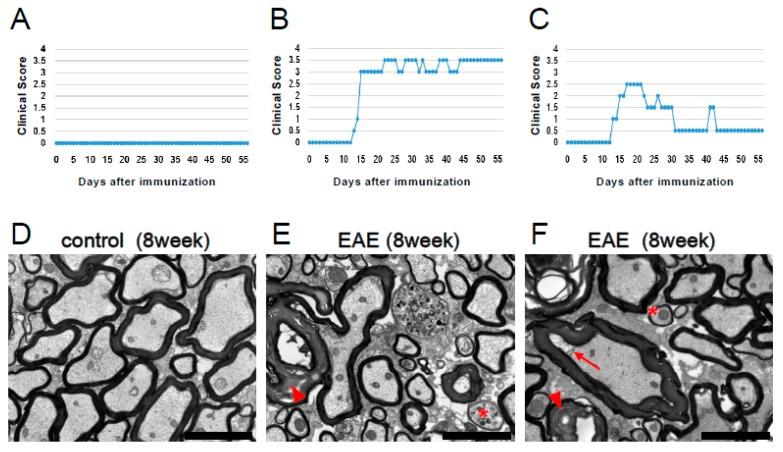 https://cdn.ncbi.nlm.nih.gov/pmc/blobs/2d76/6769975/870912a70598/cells-08-01025-g004.jpg