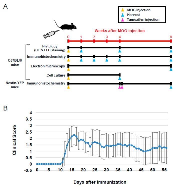 https://cdn.ncbi.nlm.nih.gov/pmc/blobs/2d76/6769975/c31c757800cb/cells-08-01025-g001.jpg
