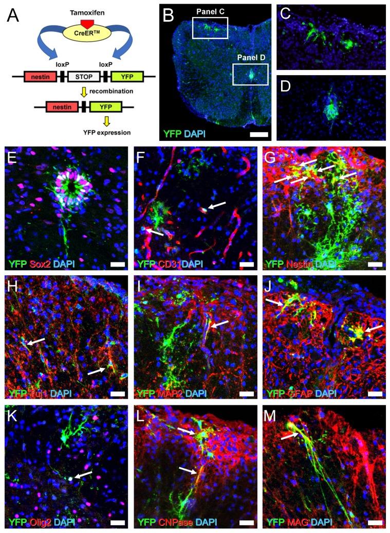 https://cdn.ncbi.nlm.nih.gov/pmc/blobs/2d76/6769975/df593d100e84/cells-08-01025-g008.jpg