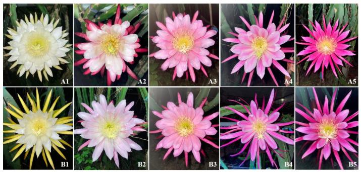 https://cdn.ncbi.nlm.nih.gov/pmc/blobs/2d79/11680067/3fa23e0c7d58/plants-13-03546-g001.jpg